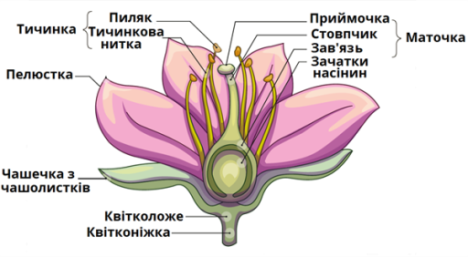 Будова квітки — урок. Біологія, 6 клас.